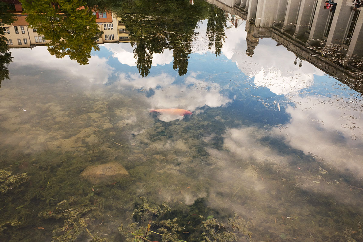 Eine Goldenefish schwimmt in eine See in Berlin, durch das Reflexion in Wasser, kann man sehen der Blaue Himmel mit weisse Wolken und ältere Gebäude der Umgebung, die mischen sich durch die Reflektion mit dem See. Das Bild wurde gemacht an Rudolph-Wilde-Park, Ententeich, Volkspark Schoenenberg-Wilmesdorf, Berlin.