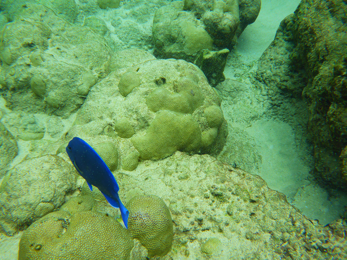 Eine Abbildung von eine Koralle Unterwasser mit eine Wünderschöne blaue Fische vorbei schwimmen. Das Foto wurde in Fernando de Noronha, Brasilien aufgenommen.