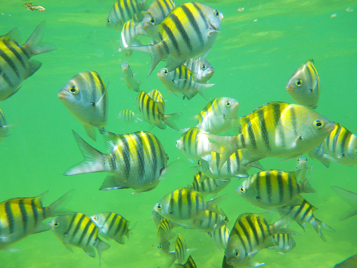 Eine Abbildung von mehrere gestreifte gelben Fischen. Das Meer ist grün und man kann eine 
                              Schwarm von Fischen sehen. Das Foto wurde in Fernando de Noronha, Brasilien aufgenommen.