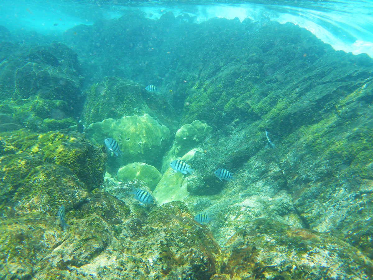 Ein Foto unterwasser von Wellenbewegung, das wasser ist türkis und in Bewegung. Vorne ist zu sehen eine Schwarm von Silber gestreifte Fischen. Das Foto wurde in Fernando de Noronha, Brasilien aufgenommen.