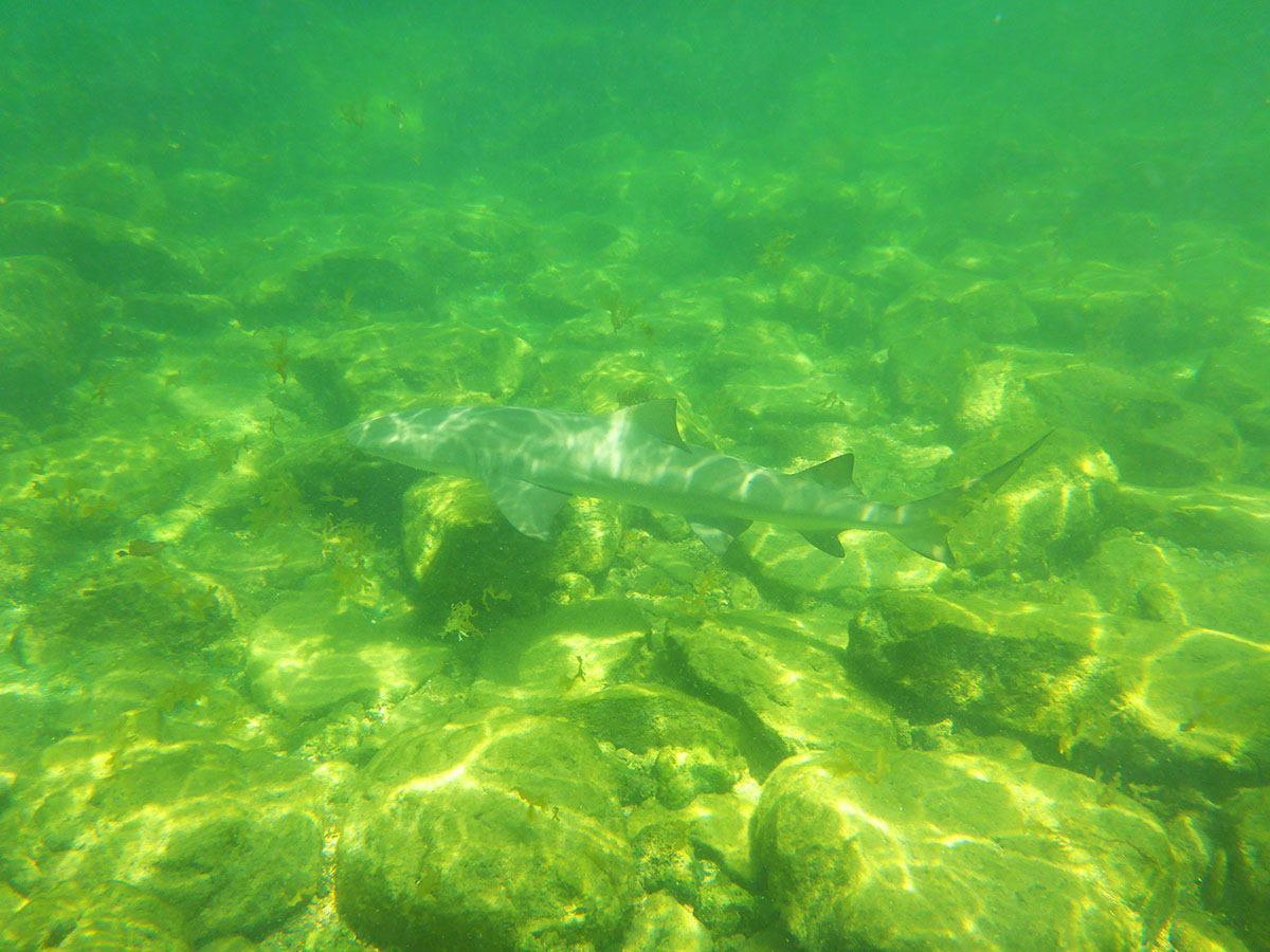 Eine Abbildung von eine Kleinehai Unterwasser. Am Meeresgrund sind Steine zu sehen, das wasser ist grüntürkis. Das Foto wurde in Fernando de Noronha, Brasilien aufgenommen.