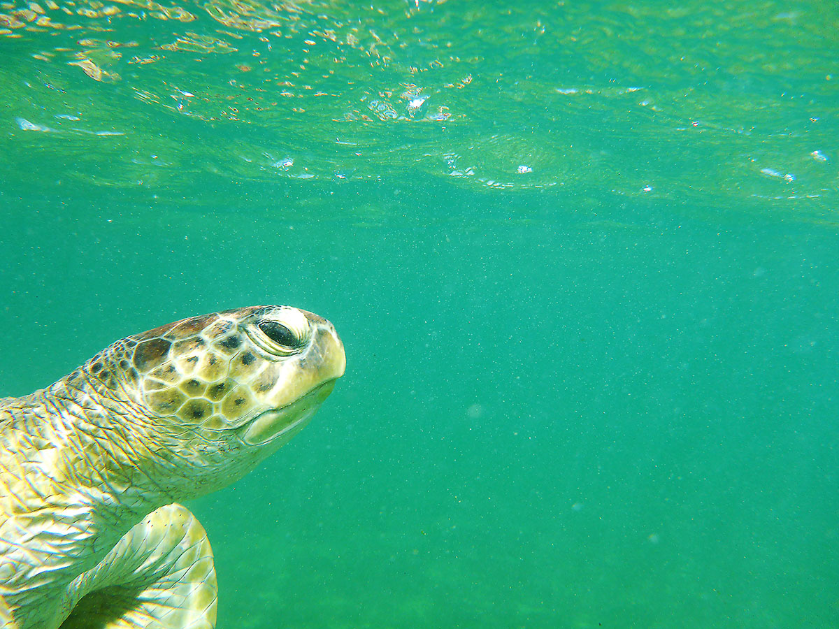 Eine Wasserschildkröte schwimmt zu Öberfläche, ist der Kopf zu sehen, das Meer ist grun und ist eine grösse Schildkröte. Das Foto wurde in Fernando de Noronha, Brasilien aufgenommen.